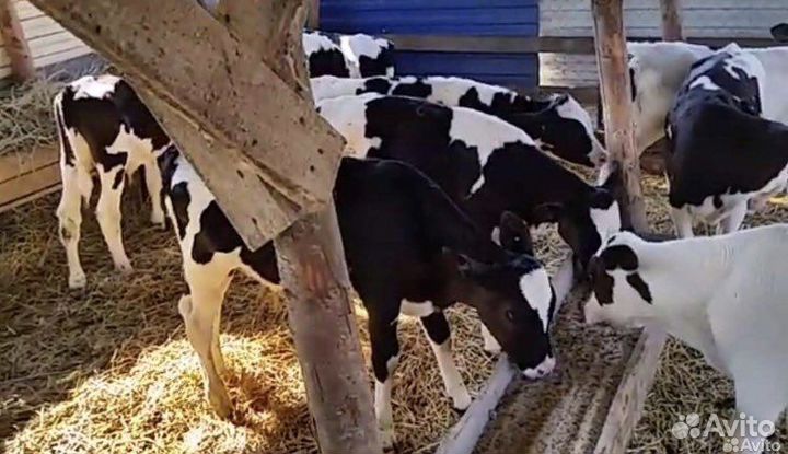 Телята бычки