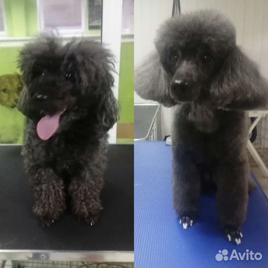 Грумер Стрижка/ экспресс линька