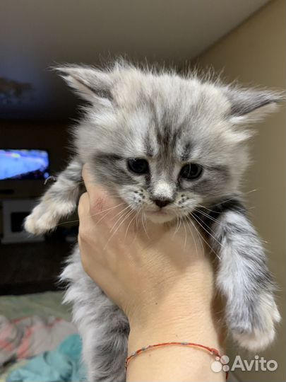 Котята мейн кун