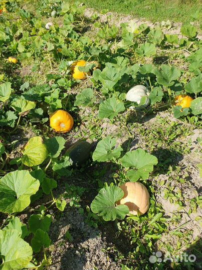 Картофель,кабачки,тыквы,огурцы,лещи свежие,копчен