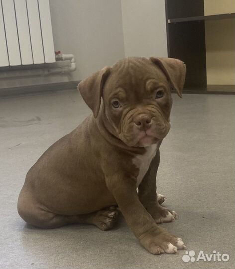 Собака американские булли