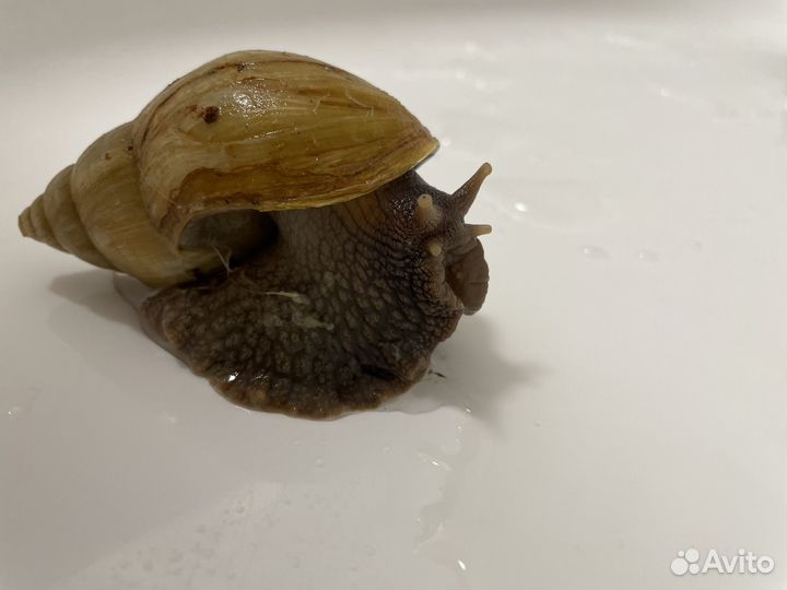 Улитки ахатины большие