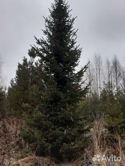 Пихта Сибирская