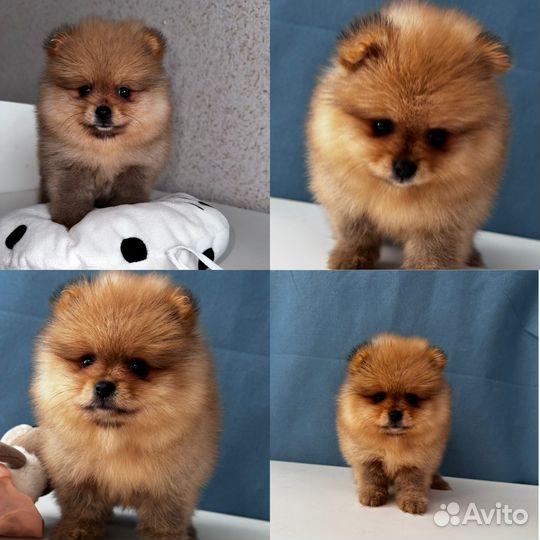 Померанский шпиц медвежьего типа