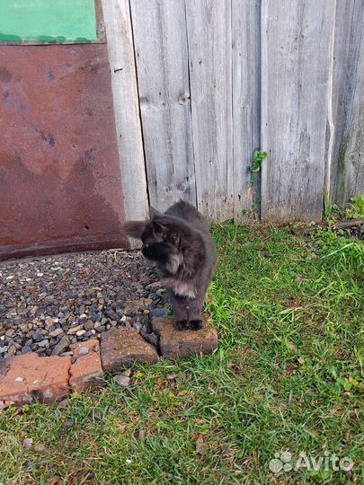 Взрослый кот