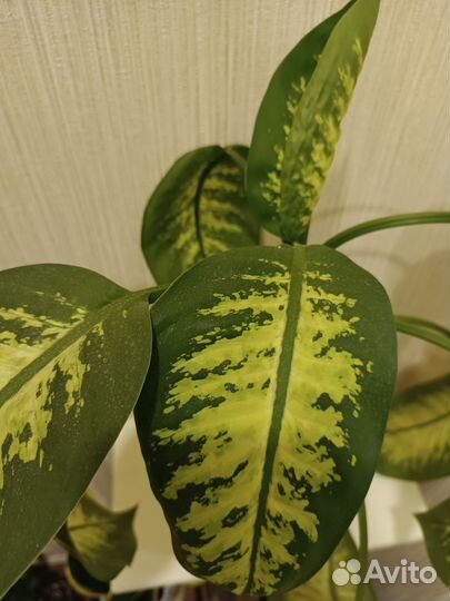 Фикус Микрокарпа, Аглаонема, Хавортия купера