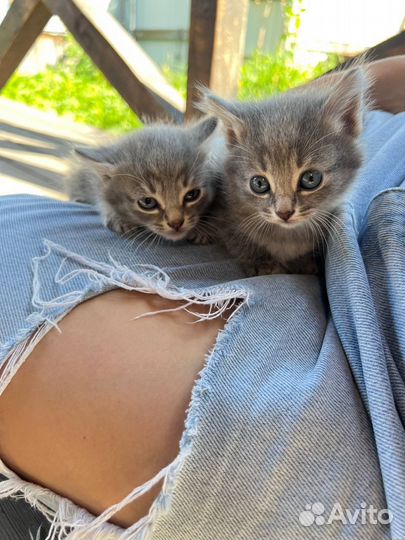 Милые котейки