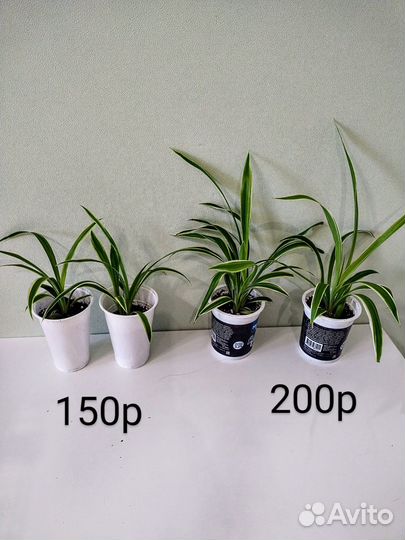 Хлорофитум