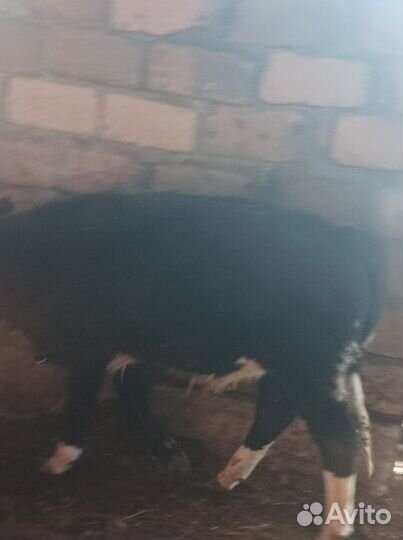 Бычки подсос