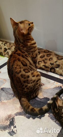 Бенгальские котята