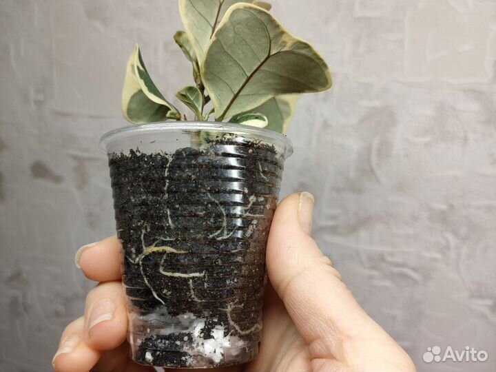 Фикус Триангулярис Уайт мерджин