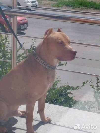 Кобель очень ищет себе невесту