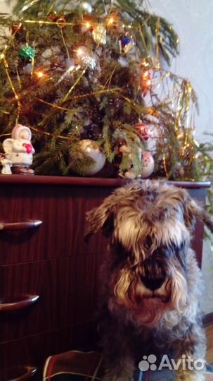 Передержка животных