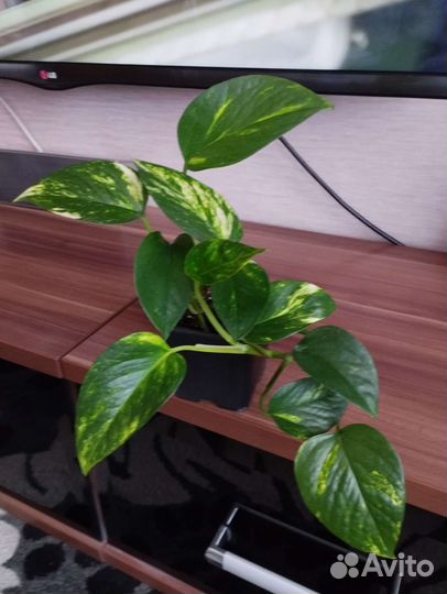 Сциндапсус