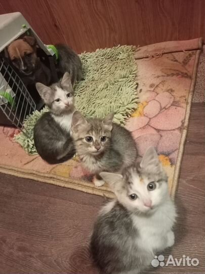 Котята