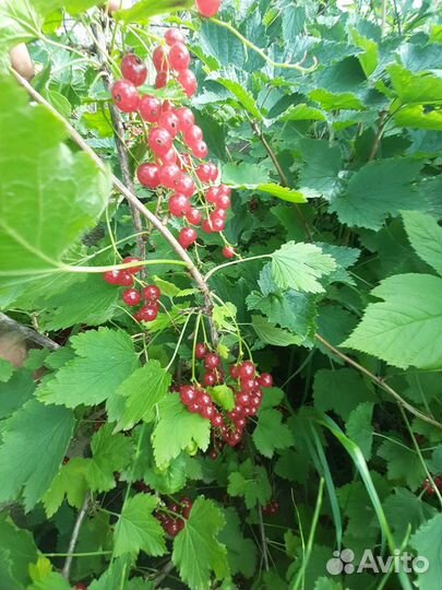 Рябина черная,красная,калина