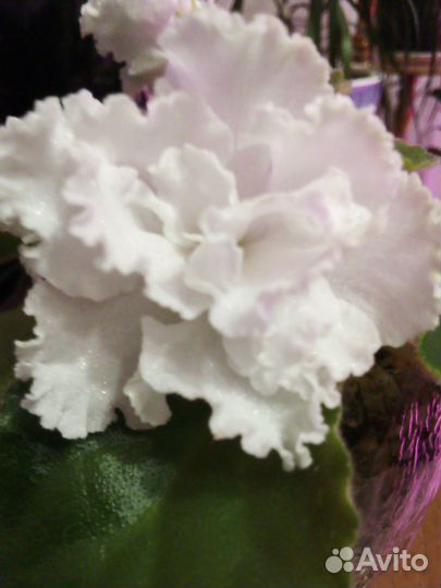 Сортовые фиалки цветущие