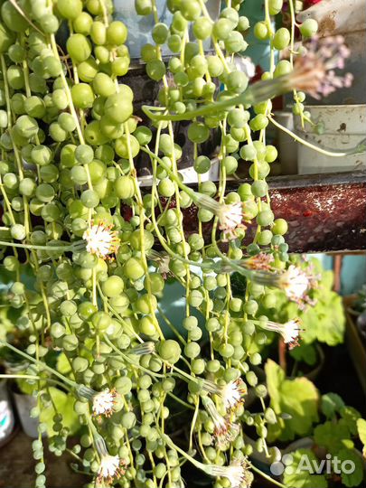 Кактусы, суккуленты и много других цветов