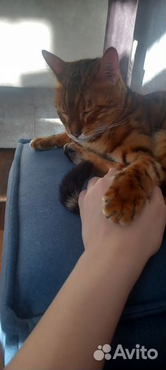 Бенгальский кот