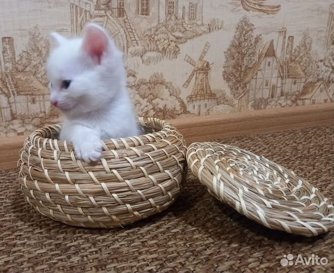 Котенок в добрые руки
