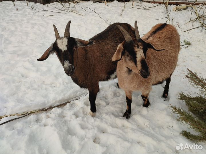 Коза нубийская