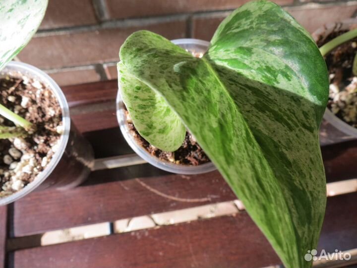 Сциндапсус эпипремнум