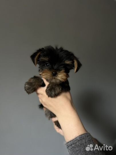 Йоркширский терьер