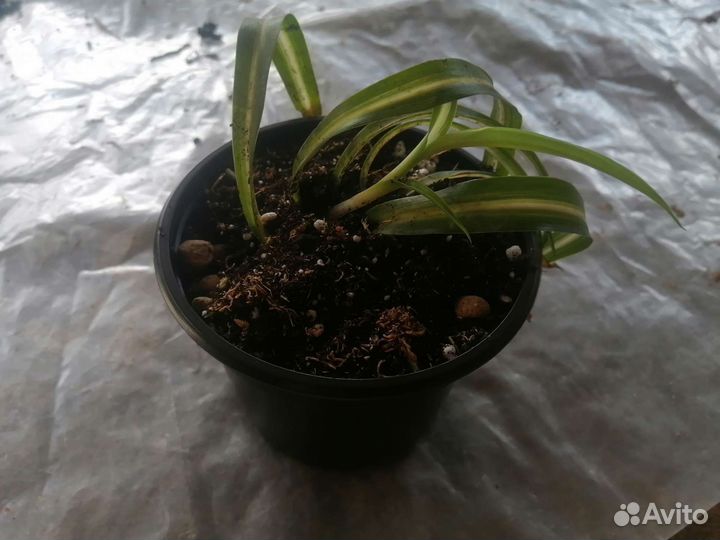 Хлорофитум