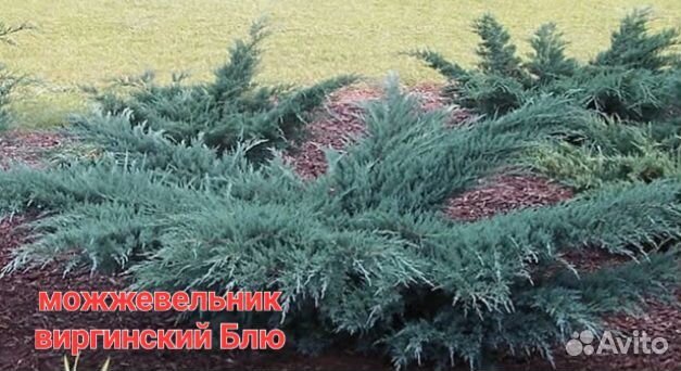 Можжевельники туи и др