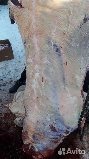 Мясо телятина