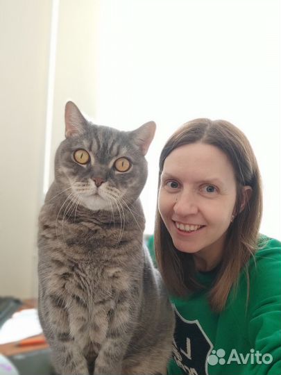 Домашняя передержка собак кошек