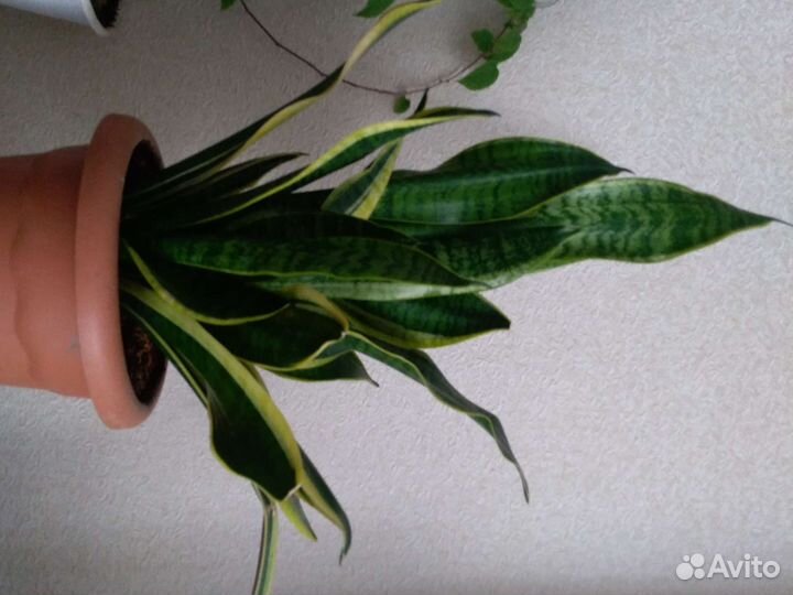 Сансевиерия, фикус