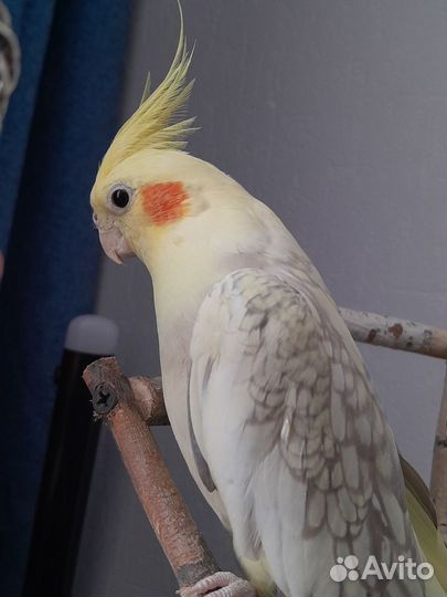 Попугай корелла