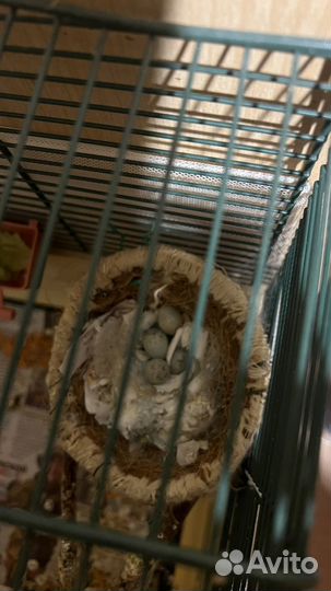 Кенара и канарейки