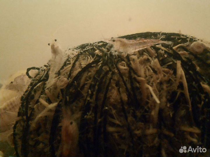 Креветки вишня