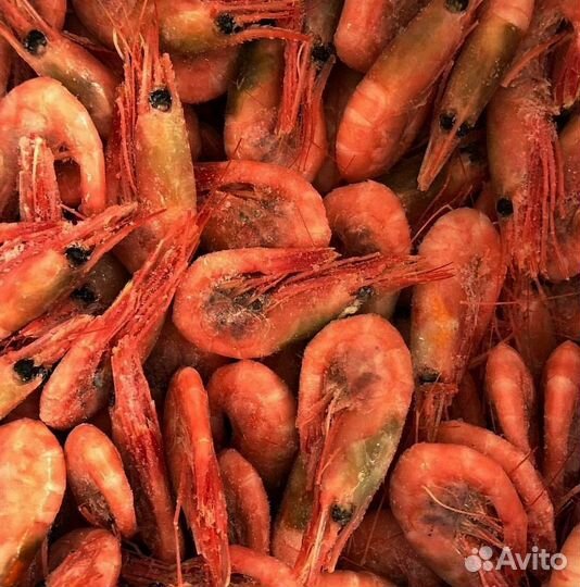 Северная креветка