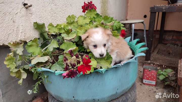 Щенки маленькой собаки