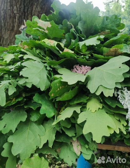 Банные веники