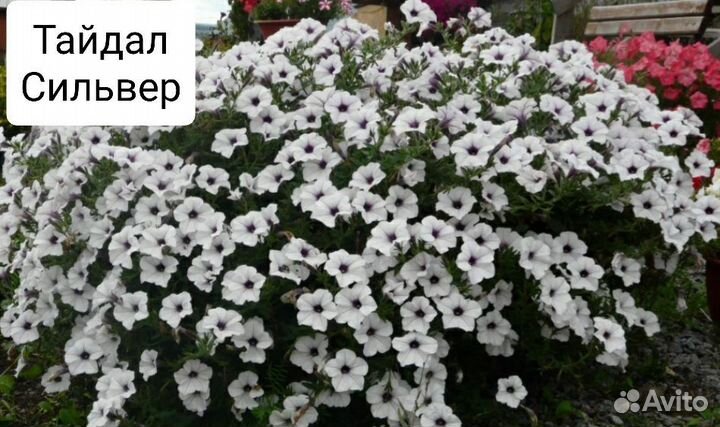 Рассада петунии