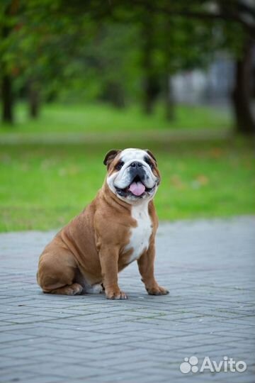 Кобель для вязки