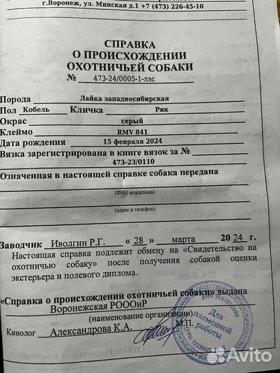 Щенки лайки