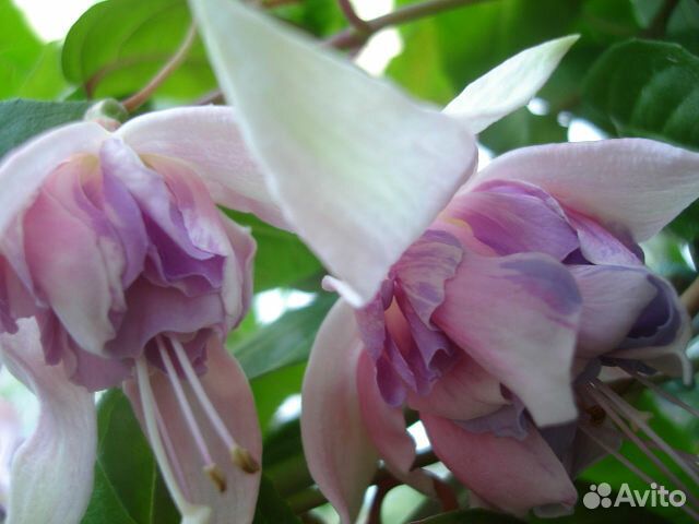 Фуксии часть 3