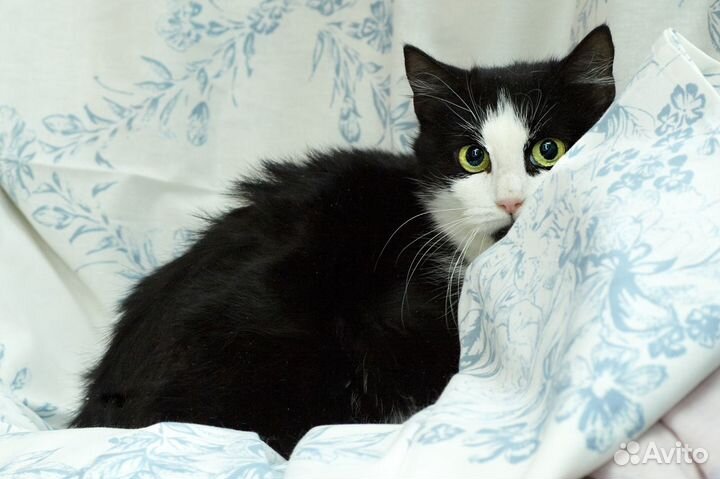 Кошка Моника