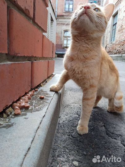 Кот ищет дом