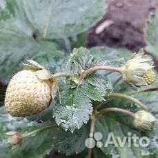 Клубника Альбион рем.(саженцы)