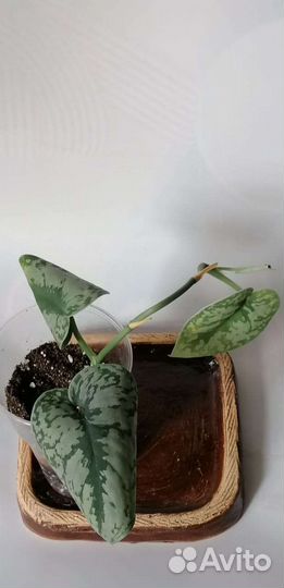 Сциндапсус, филодендрон