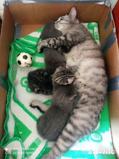 Кошечка в добрые руки