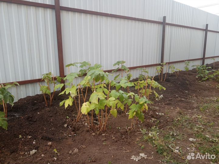 Продам саженцы малины