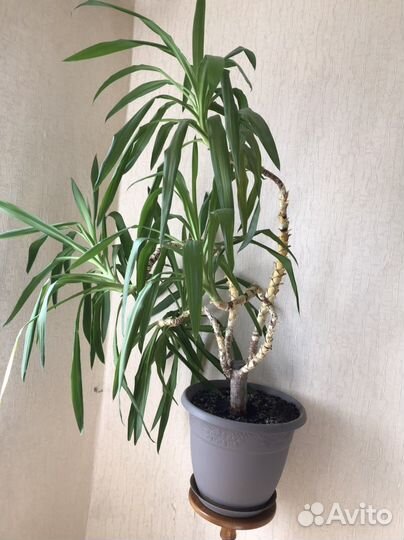 Юкка пальма