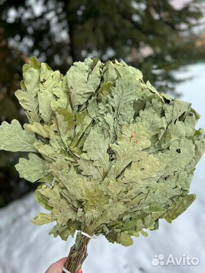 Дубовые веники для бани